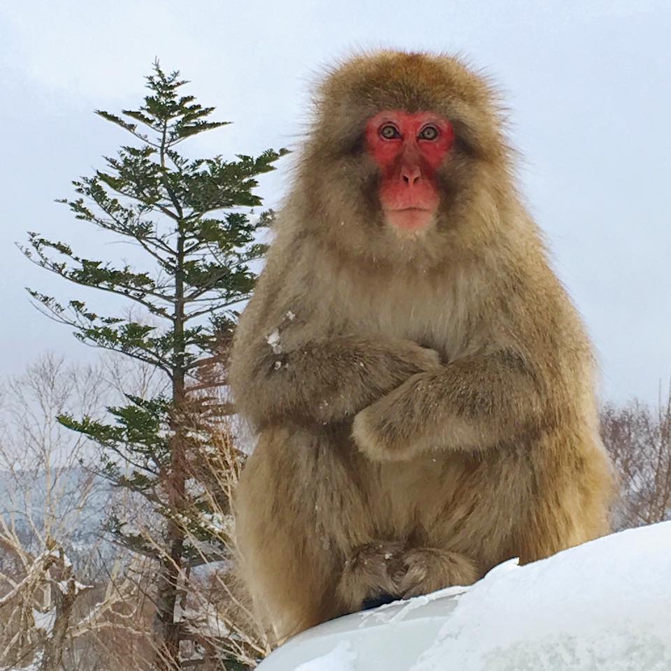 Snow Monkey