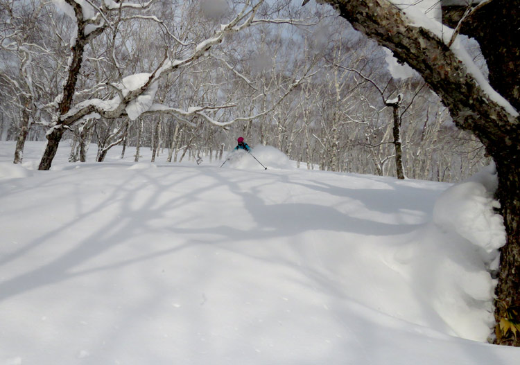 Awesome sneaky trees in the afternoon when the sun came out