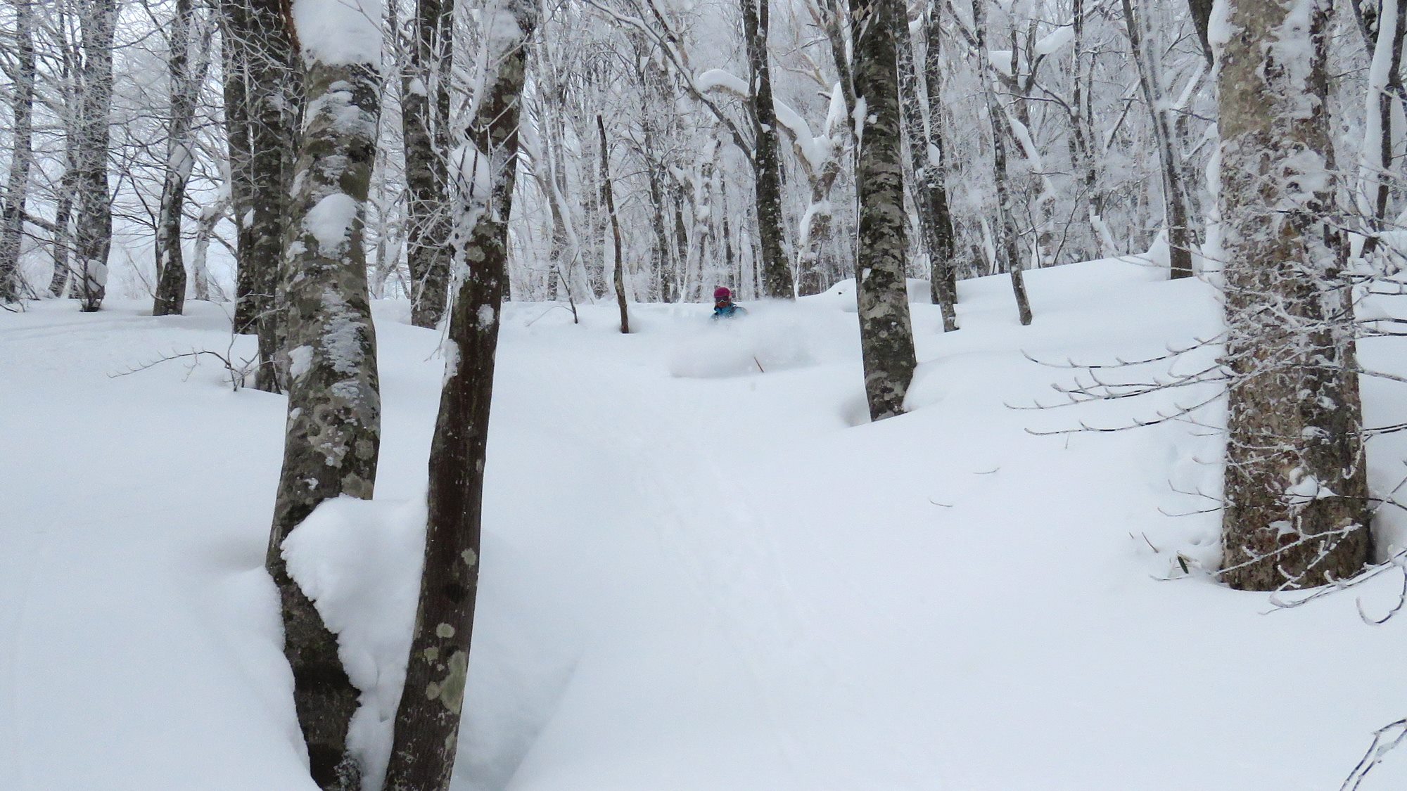 Fall line tree skiing was short lived
