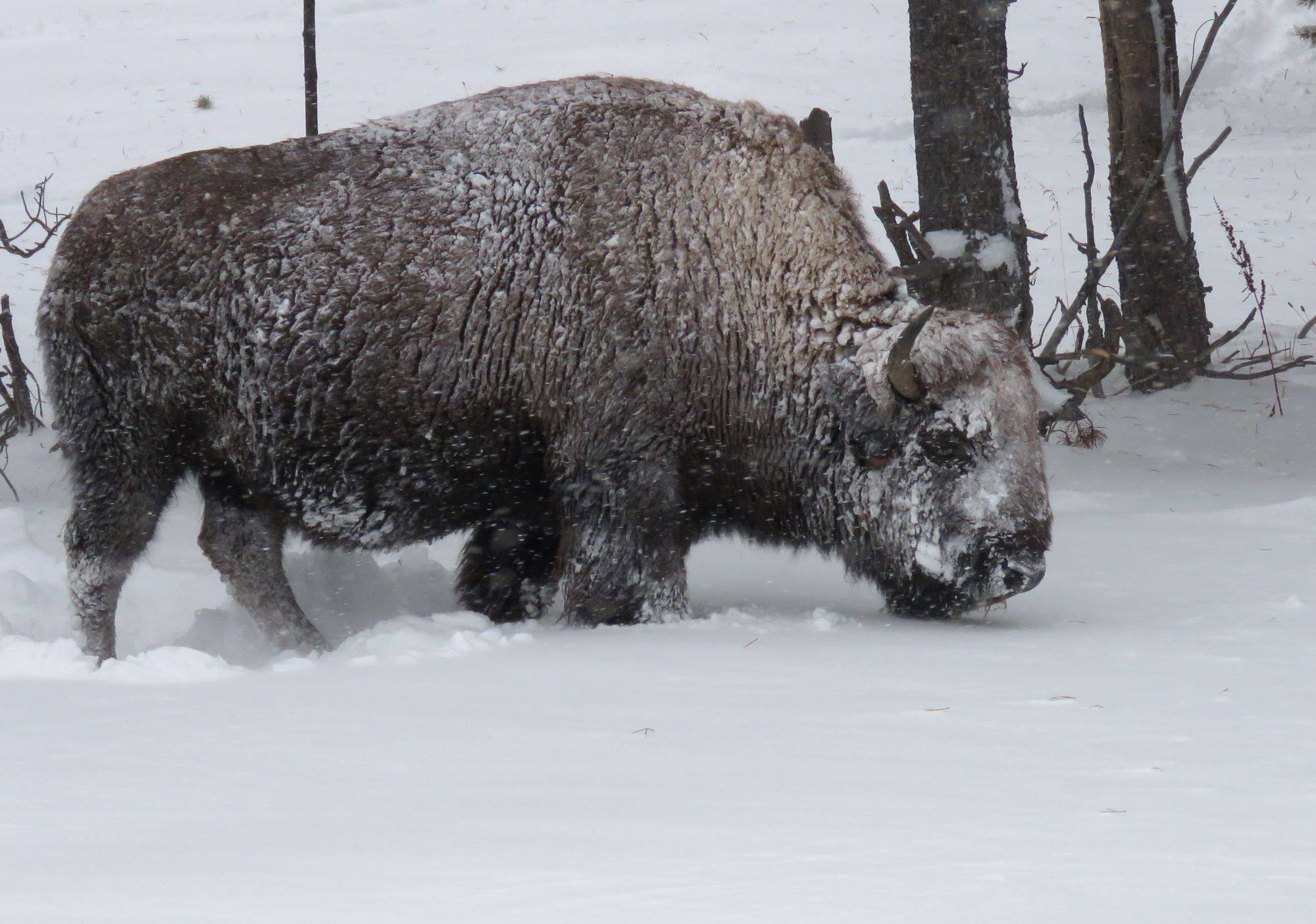 A snowy day at Yellowstone National Park
